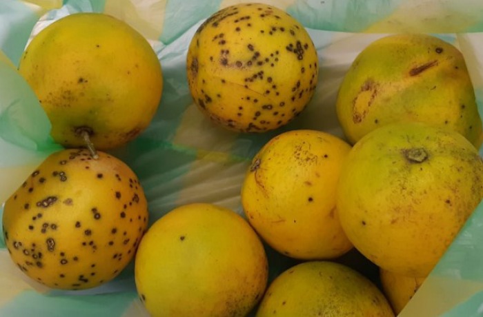 macchia nera degli agrumi