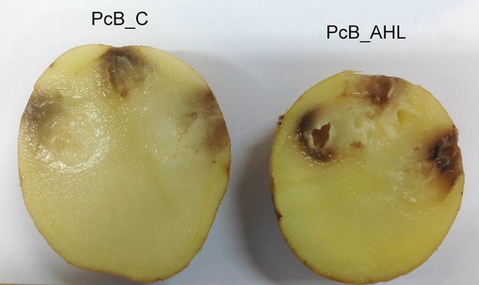 marciume molle patate sintomi