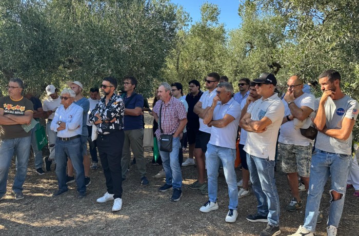 olive exhibition pubblico