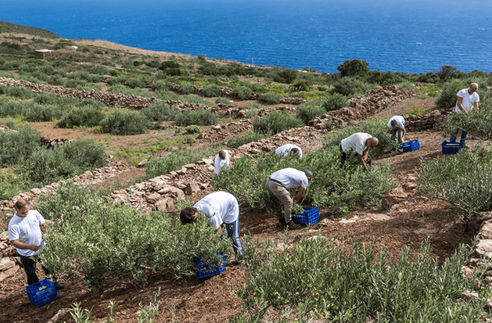 olivi striscianti 1 (1)