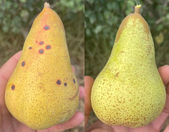 pere in italia maculatura