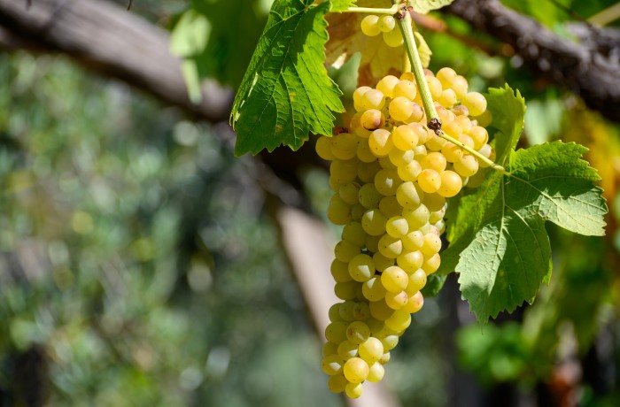 prodotti tipici del lazio uva vino