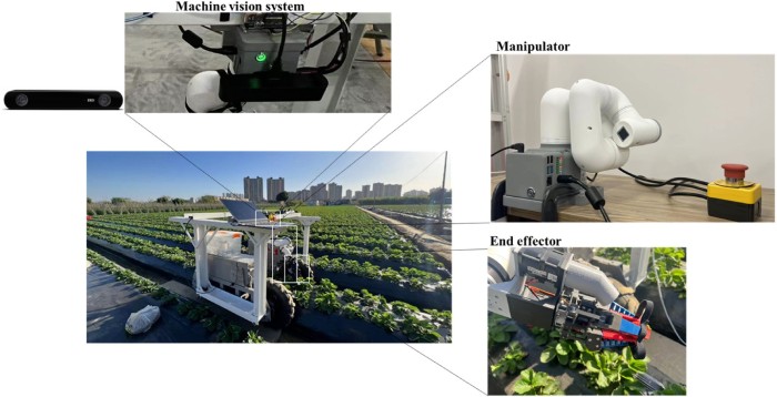 raccolta delle fragole 1