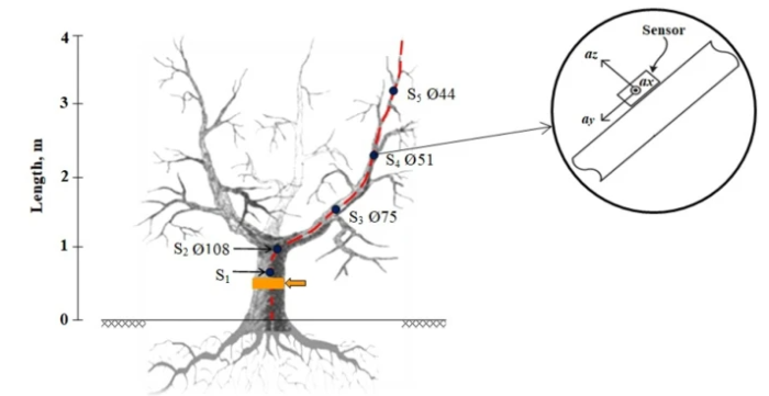 raccolta meccanica olive schema