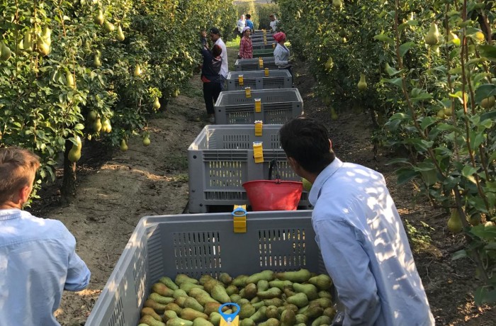 raccolta pere in italia