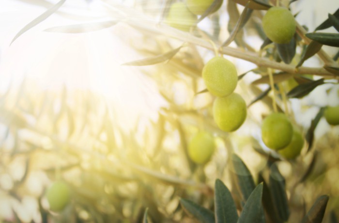 settore olivicolo oleario