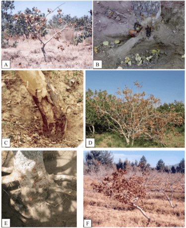 sintomi gommosi del pistacchio (1)