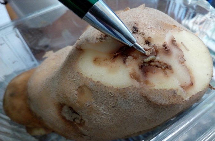 tignola della patata 2