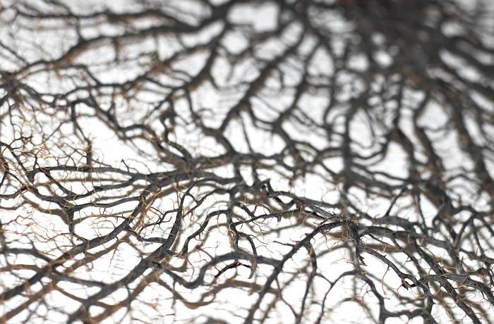 verticillosi dell'olivo