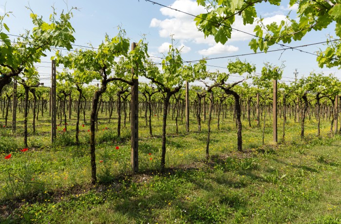 vigneti agricoltura veneta