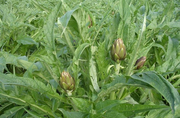 carciofo spinoso