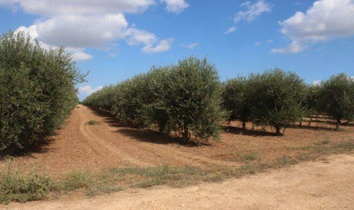 favolosa-raccolta delle olive