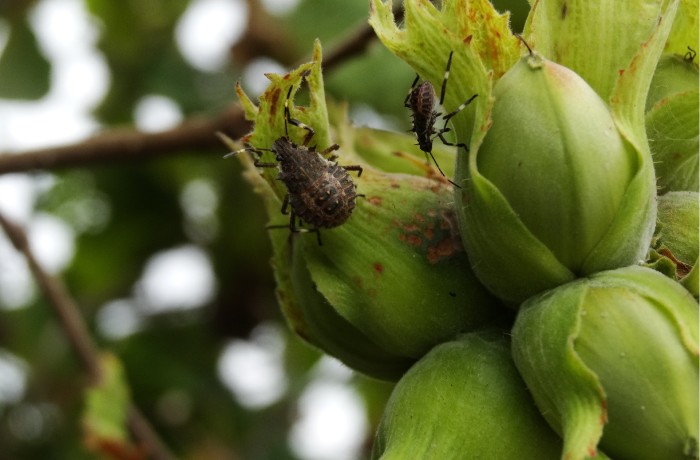 le nocciole cimice asiatica