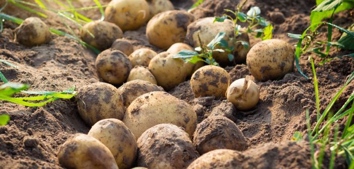 patata di bologna dop