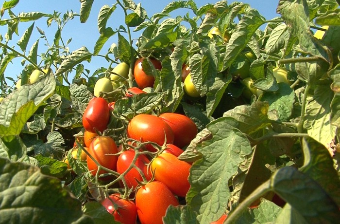 pomodoro da industria 2025 stagione