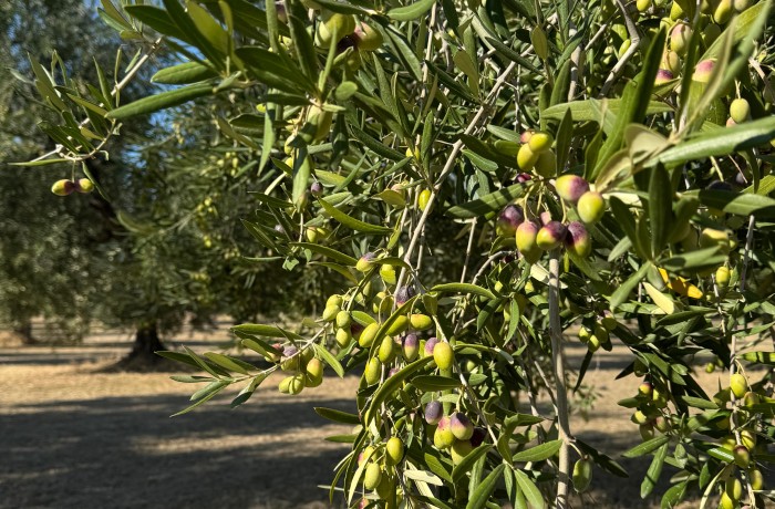 raccolta delle olive 1