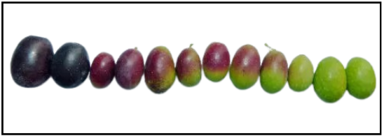 raccolta delle olive 2