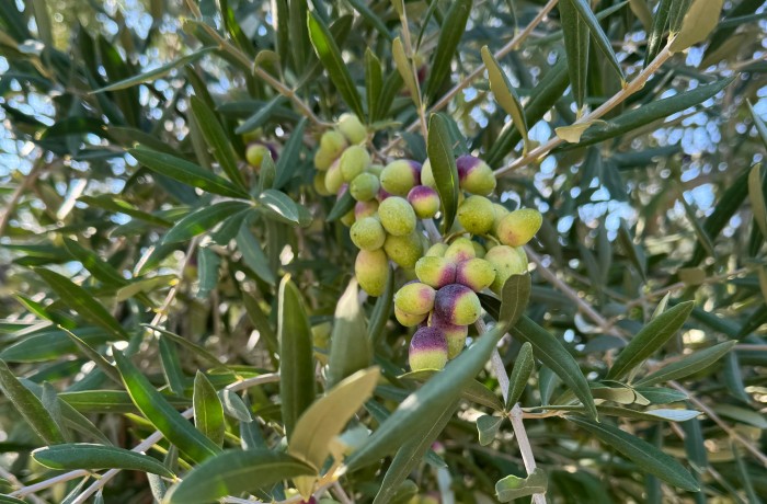 raccolta delle olive 2