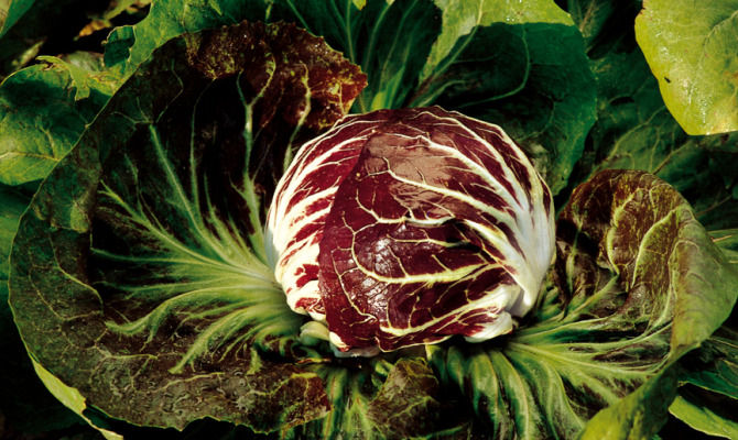 radicchio di chioggia
