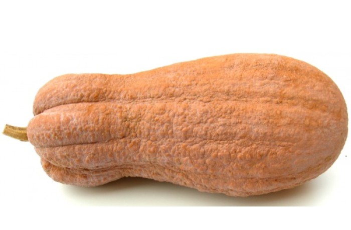 varietà di zucca - violina