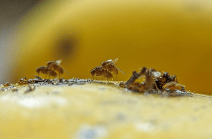 Zaprionus tuberculatus (1)