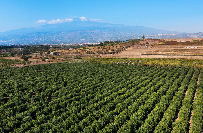 avocado in sicilia 2