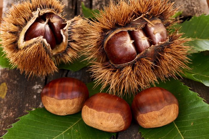 castagne roccamonfina