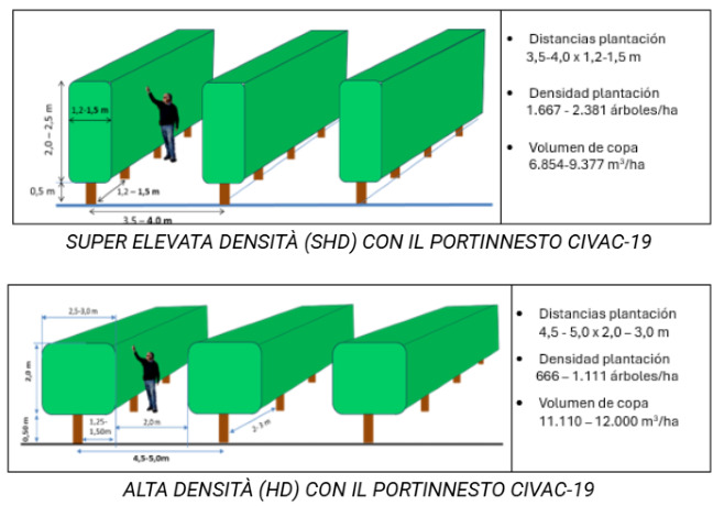 coltivazione degli agrumi