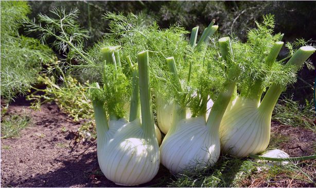finocchio di isola di capo rizzuto 2