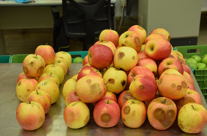 fisiopatie post-raccolta