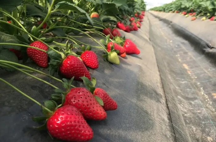 fragola-della-basilicata-jpg