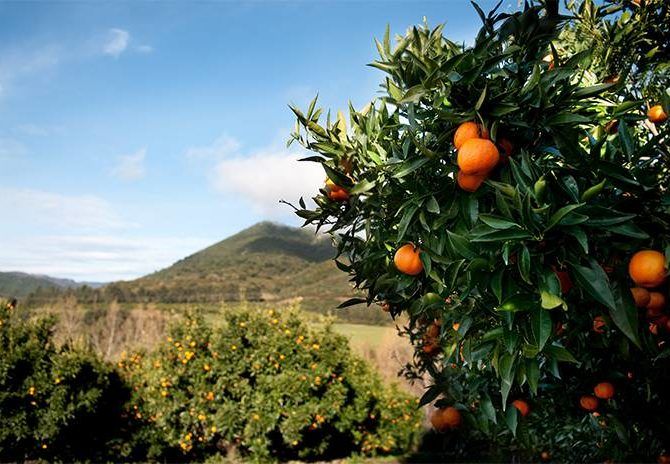 le clementine de corse