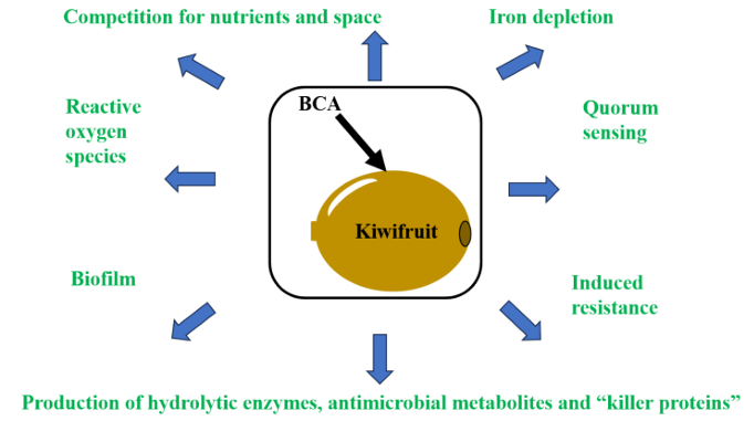 marciumi kiwi biocontrollo