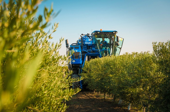 olivicoltura superintensiva