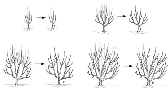 potatura del nocciolo schema