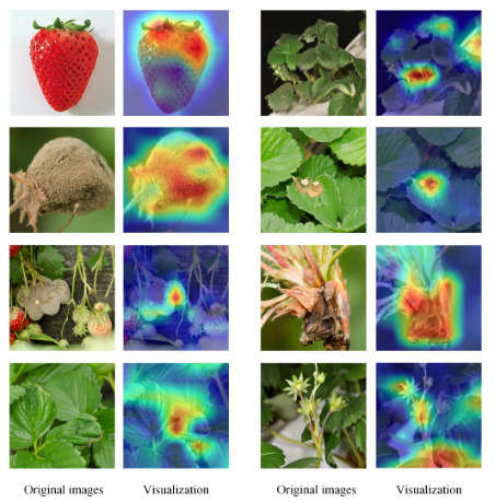 avversità delle fragole