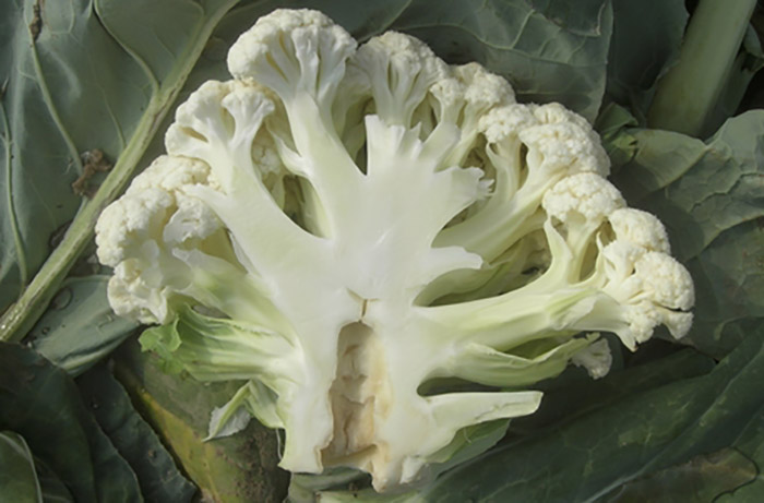 cuore cavo delle brassicacee