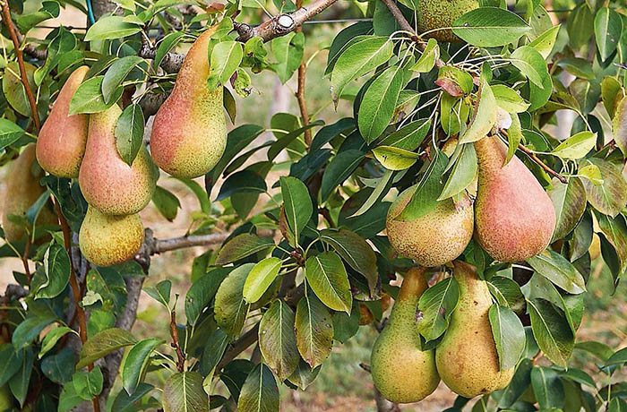export pere italia