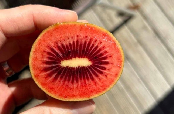 kiwi rosso