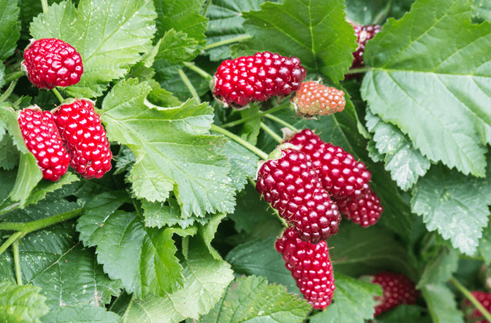 loganberry (1)