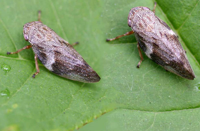 xylella