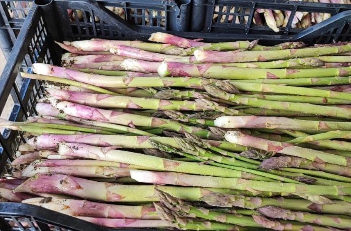 asparago 2