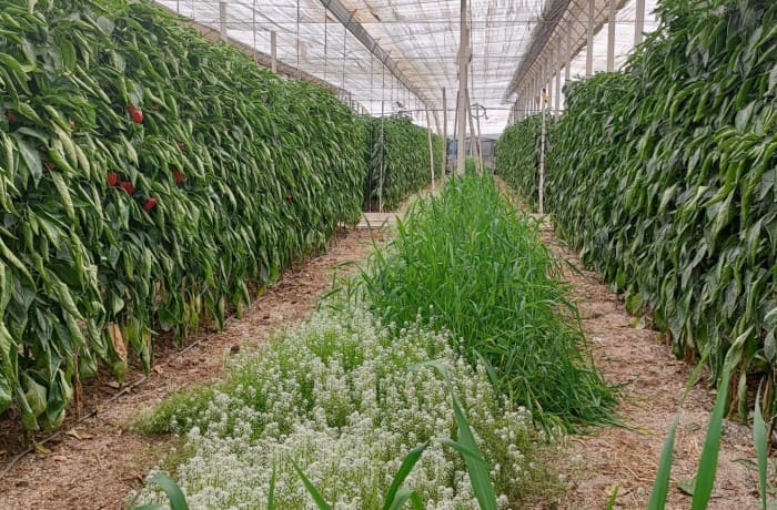 banker plants peperone (1)