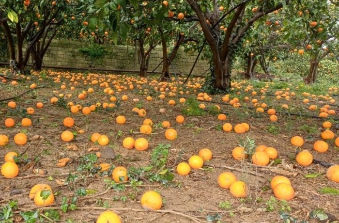 ciclone harry Sicilia