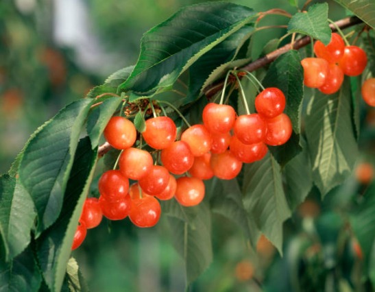 ciliegie da record sato nishiki