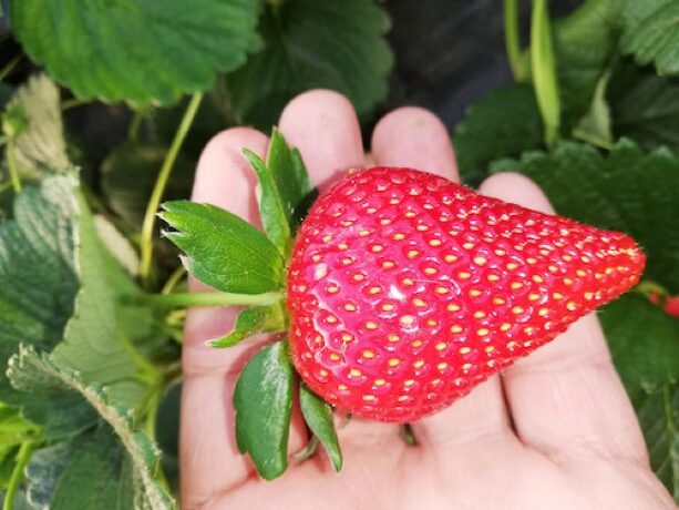fragola cleta