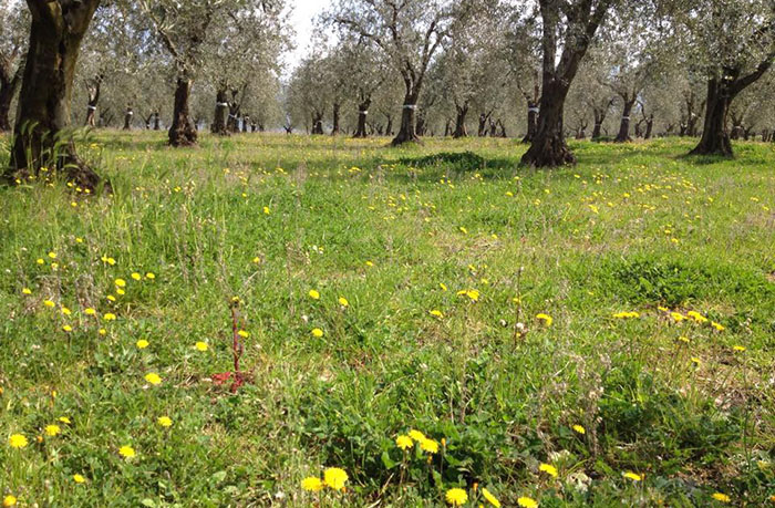 inerbimento in oliveto