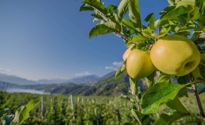mele del trentino IGP