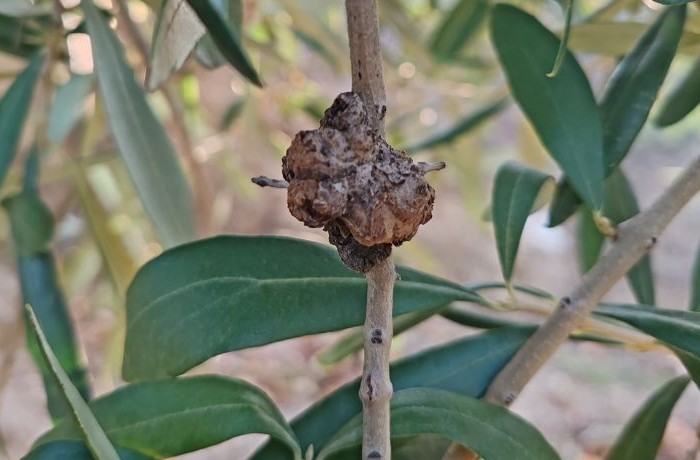 olivo rogna