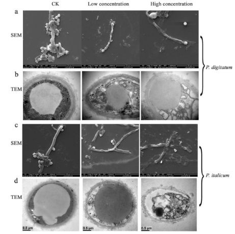 post raccolta agrumi 